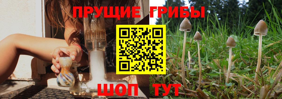 Гагарин  Псилоцибиновые грибы GOLDEN TEACHER  где купить   Вход с VPN 